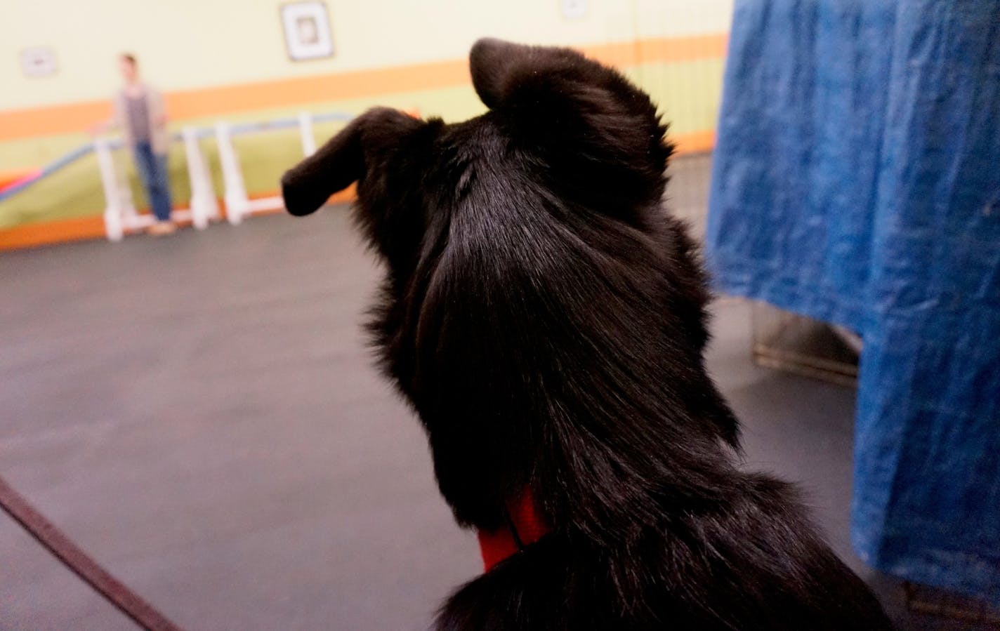 Photo by Doug Iverson
Angus is all ears during obedience class.