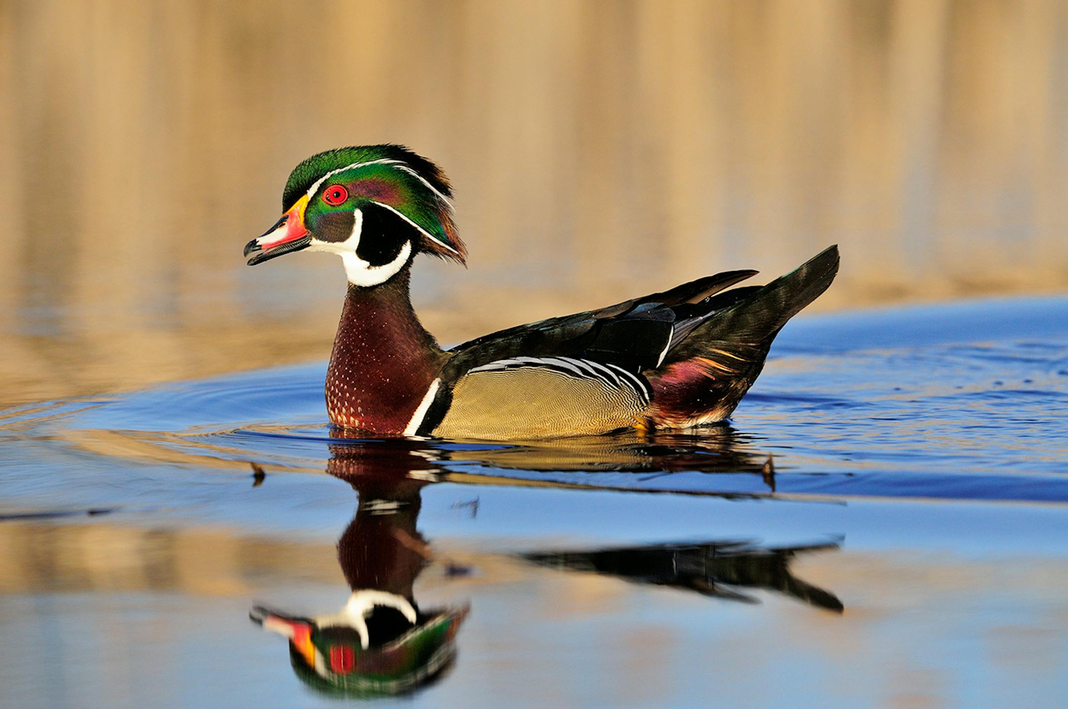DO NOT USE! ONE-TIME USEAGE WITH BILL MARCHEL COPY ONLY! A male wood duck shows off its spring breeding plumage.