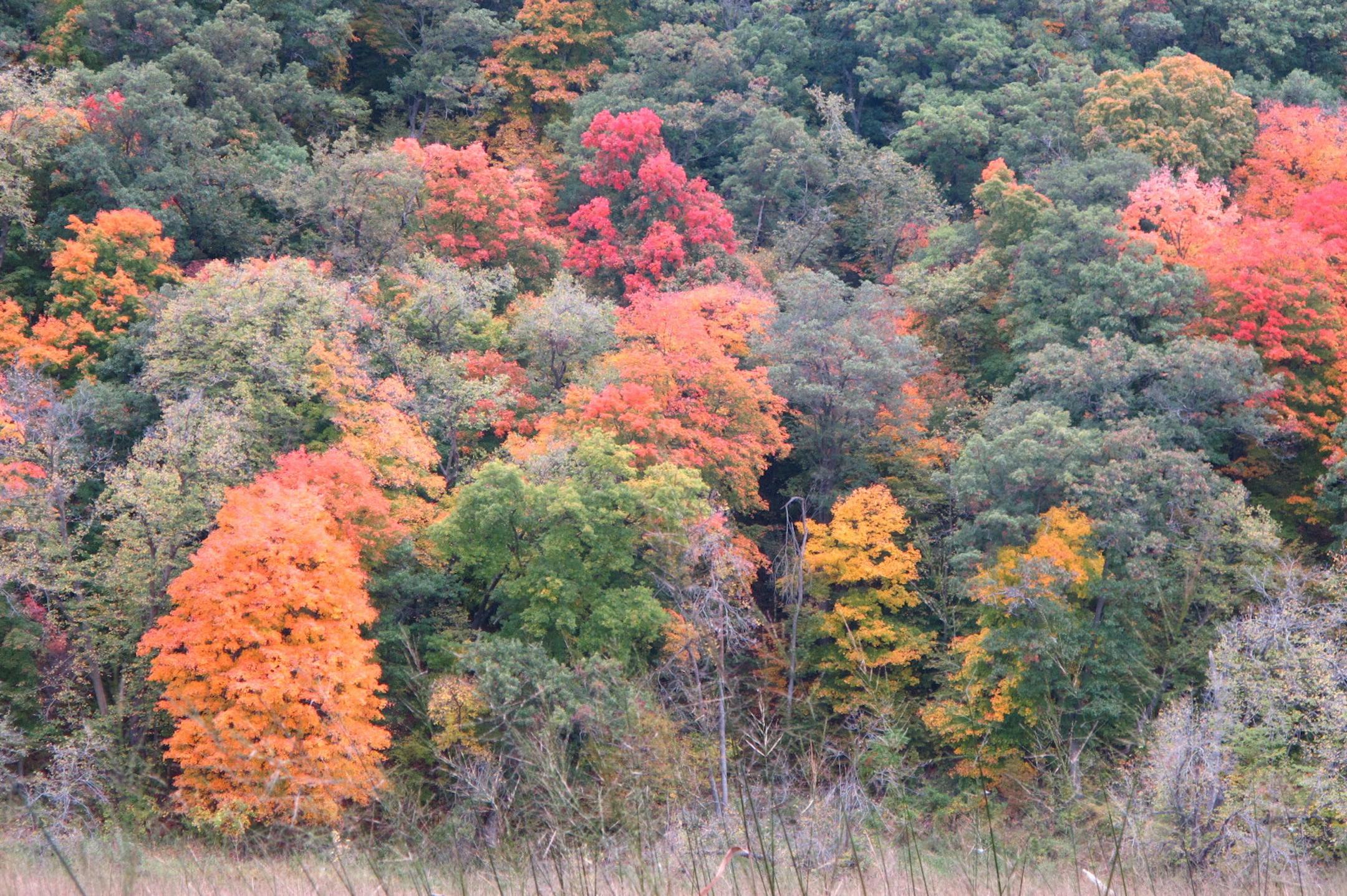 Exploding colors just north of Washington County, at Osceola Landing, will move down the St. Croix River in coming weeks.