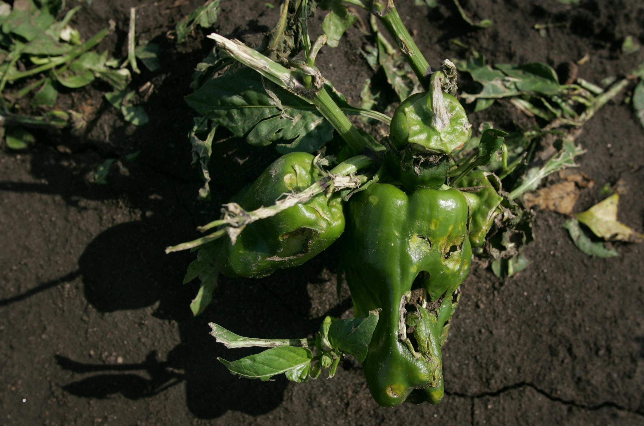 The Xiong family lost almost their entire 18-acre vegetable farm when a strong storm, with hail, wind and rain, passed through on Thursday afternoon. This bell pepper plant is an example of the damage.
