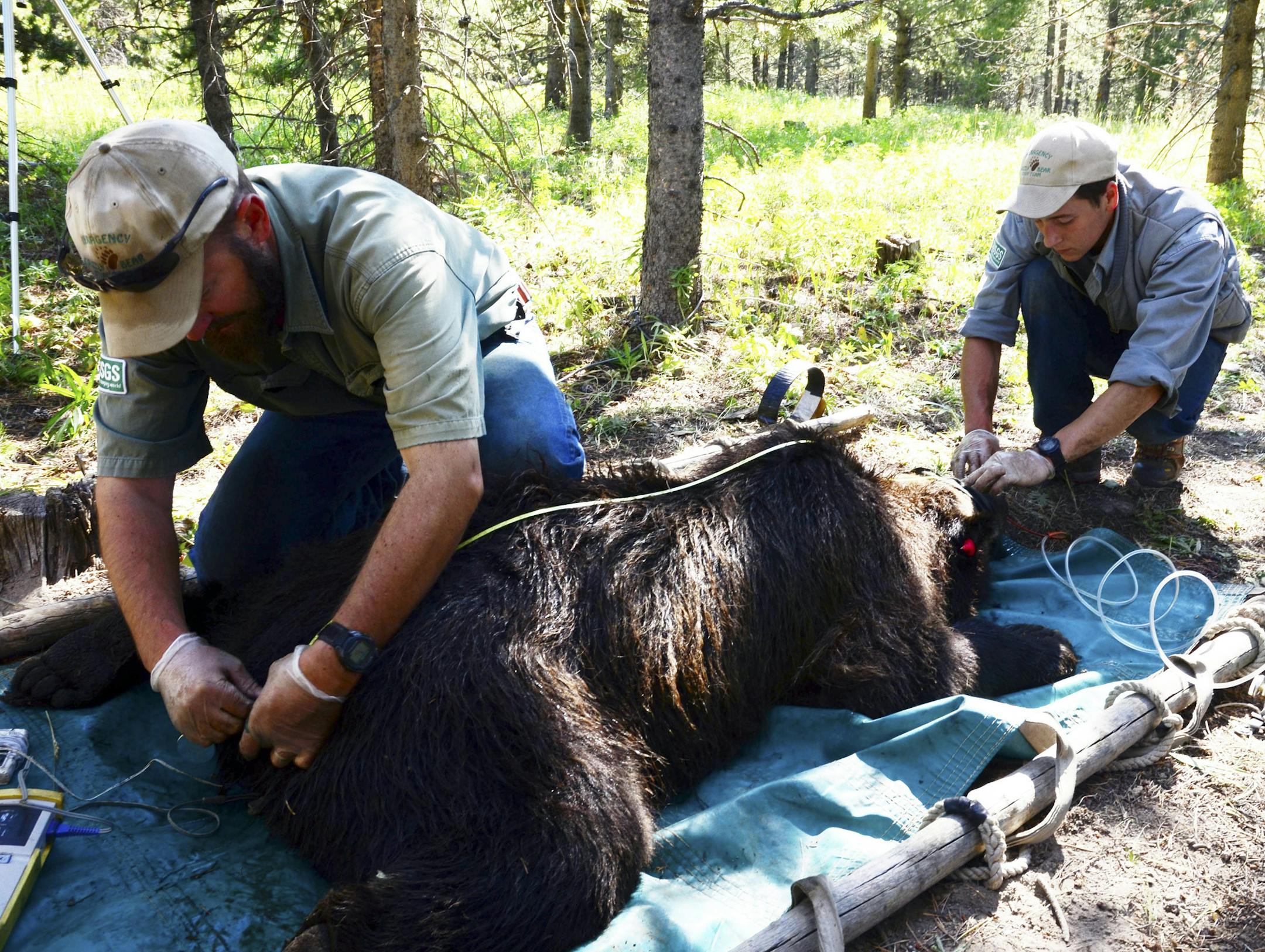 This undated image provided by the U.S. Geological Survey shows researchers measuring a grizzly bear in the Taylor Fork area of the Gallatin National Forest north of Yellowstone National Park in southwest Montana. A government-sponsored research team said Wednesday Feb. 26, 2014, there are no signs of decline among Yellowstoneís grizzly bears despite warnings from outside scientists as officials consider lifting the animalsí federal protections. (AP Photo/U.S. Geological Survey)