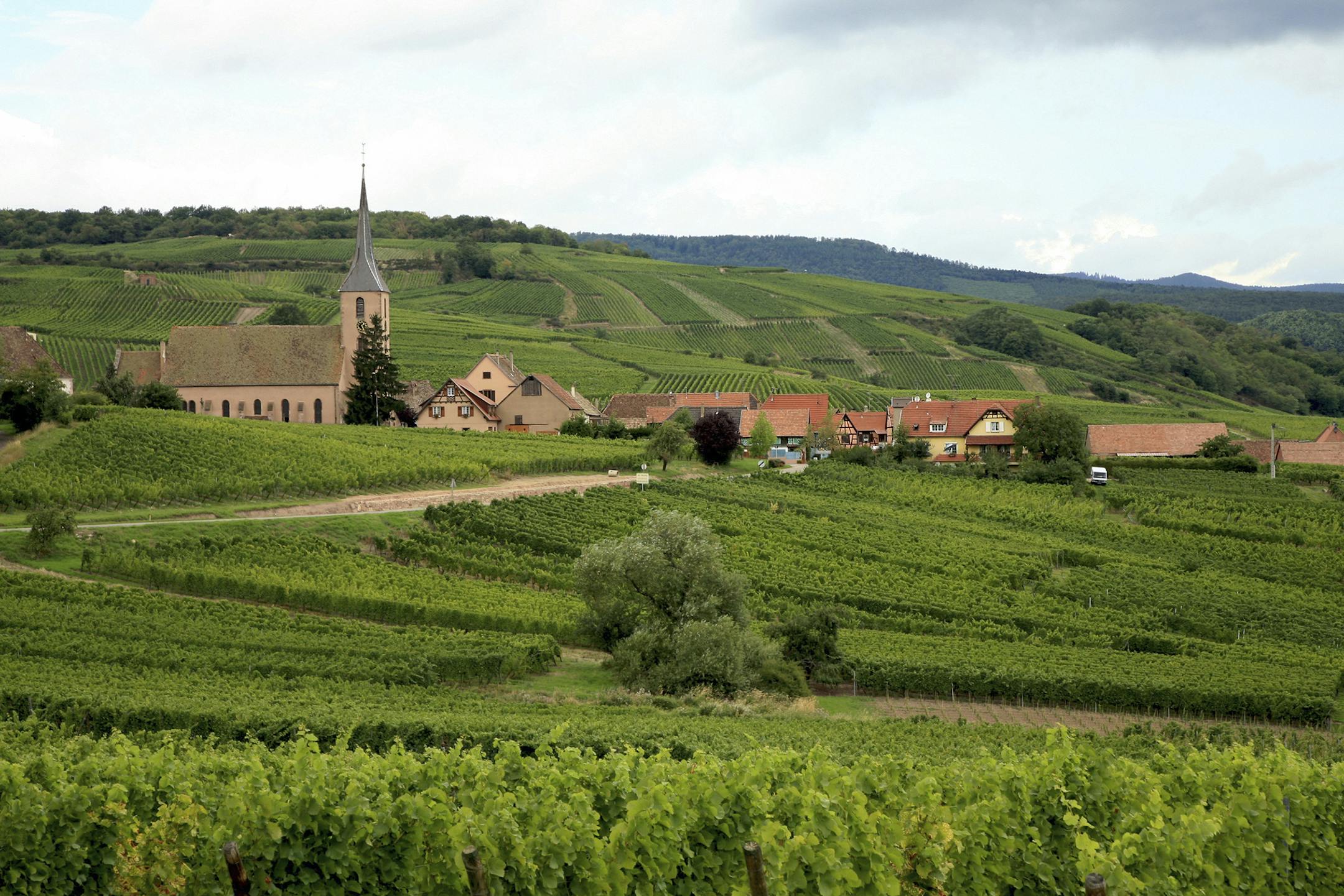 Vineyards in Alsace, France. from istockphoto.com