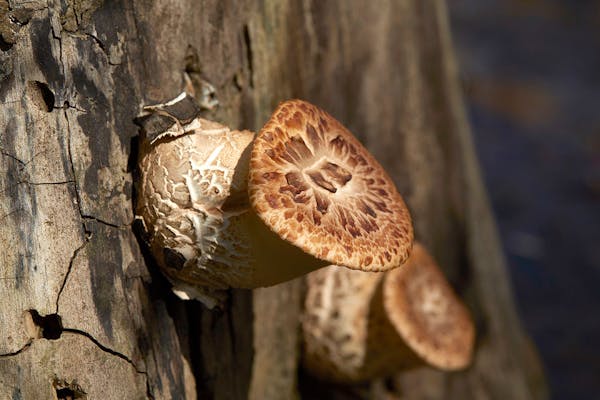 When hunting for morels, look for dead elms where the bark has popped off the trunk and sloughed off, as shown here.