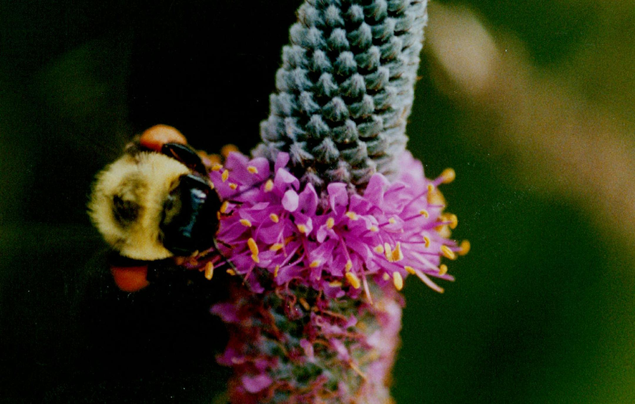 A bumblebee visited a bloom on a purple prairie clover plant.