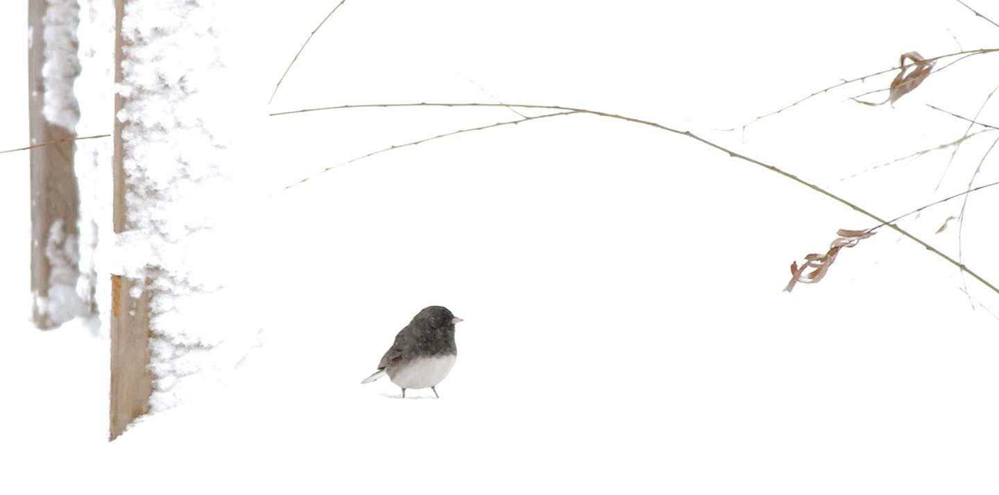 Juncos aren't daunted by winter.