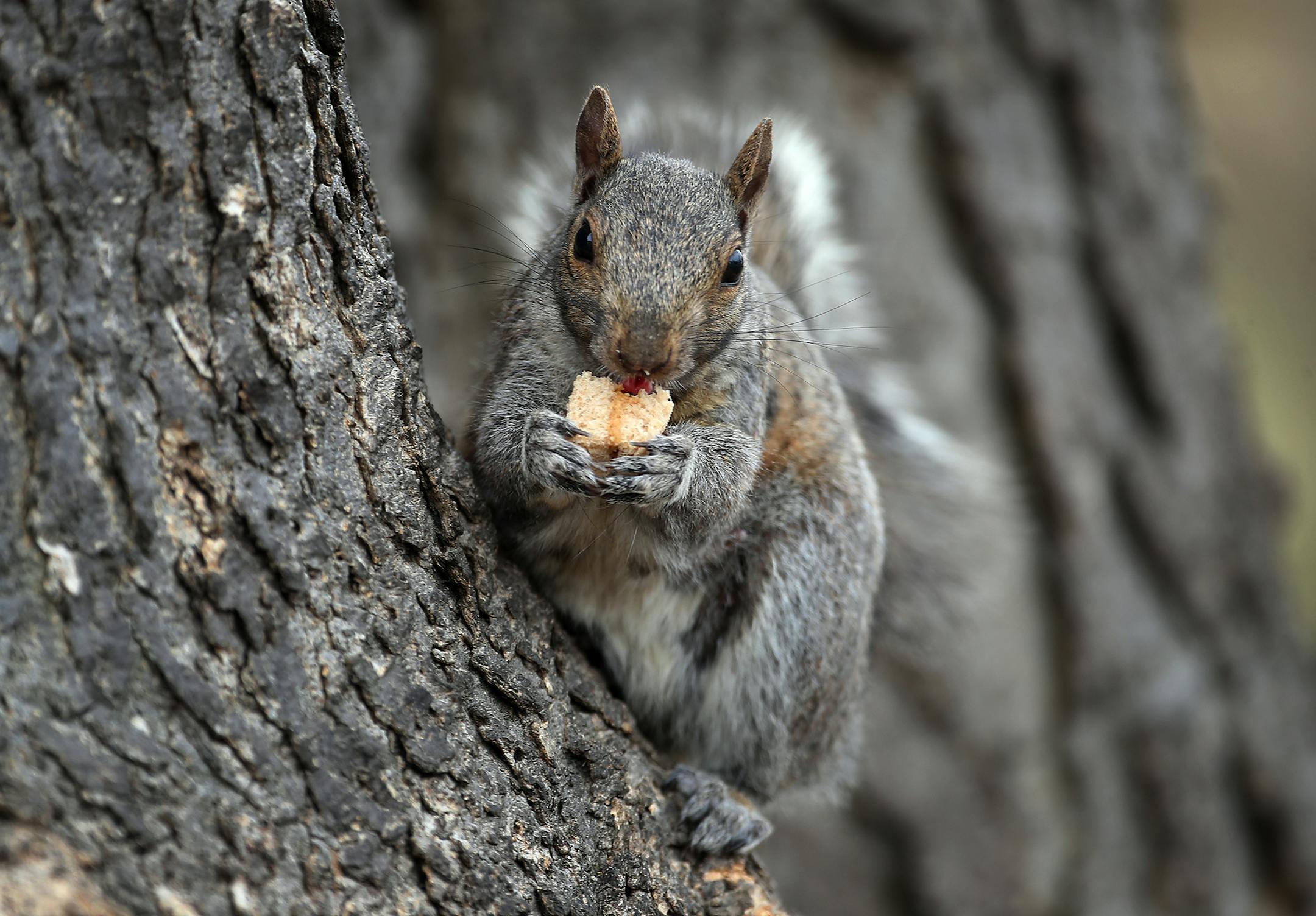 A sure sign that spring has sprung is the return of migratory birds and increased activity of local animals like this grey squirrel, who appears to be enjoying the remnants of a peanut butter sandwich at Loring Park Tuesday, April 24, 2018, in Minneapolis, MN.] DAVID JOLES • david.joles@startribune.com Bird and animal activity is on the rise as spring finally comes to the Twin Cities.