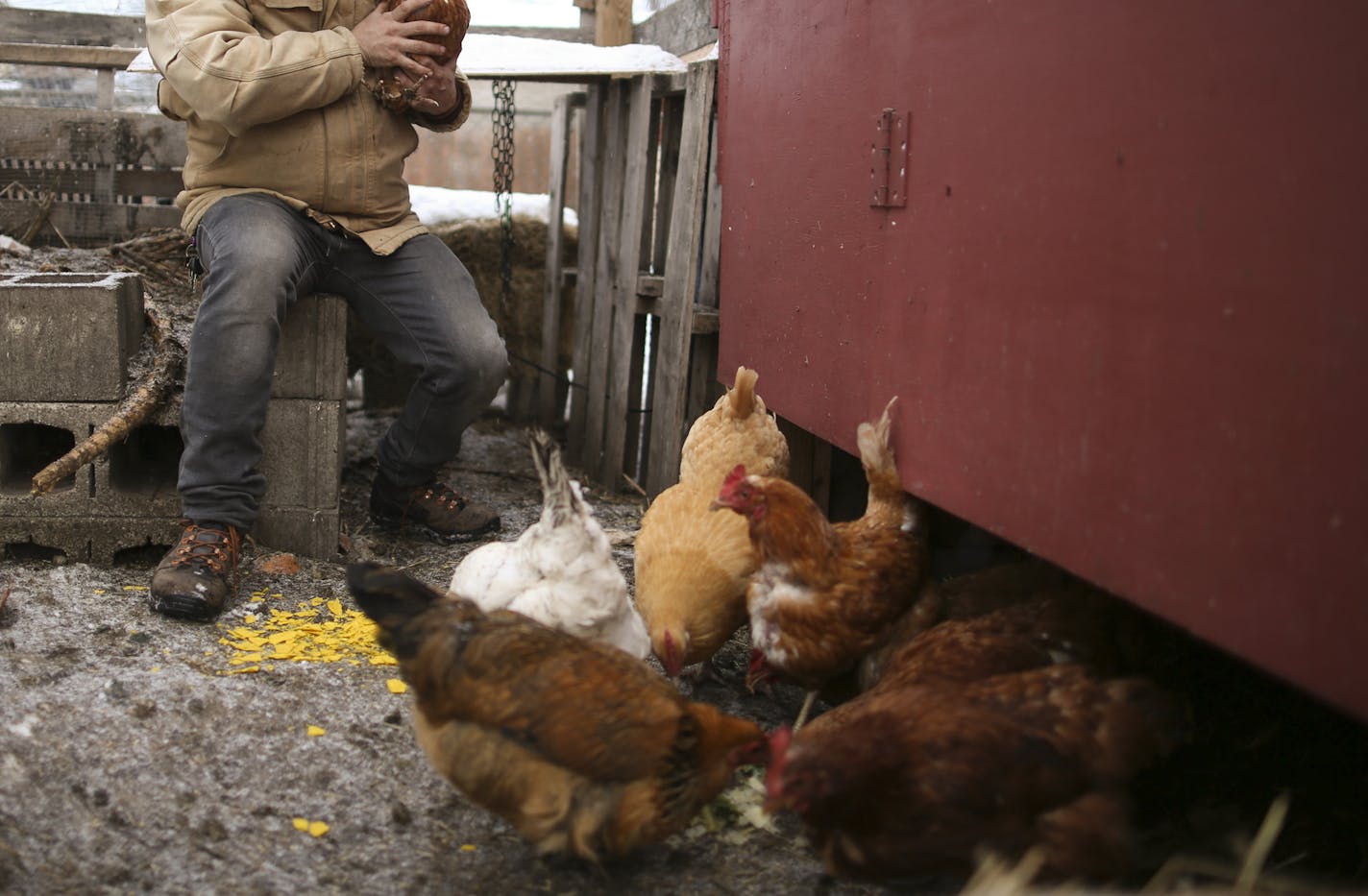 Rob Czernik visited with Scarlet Johensson, a 3 year-old Red Star chicken after giving his backyard flock a snack of stale tortillas Monday afternoon. He runs a feed business as well as a consulting service for city folk who want to keep chickens. ] JEFF WHEELER &#xef; jeff.wheeler@startribune.com Reptiles could soon be legal to have as pets in Minneapolis. It's just one of a long list of changes to the city's animal care and control codes coming to the council for a public hearing on Monday. Ro