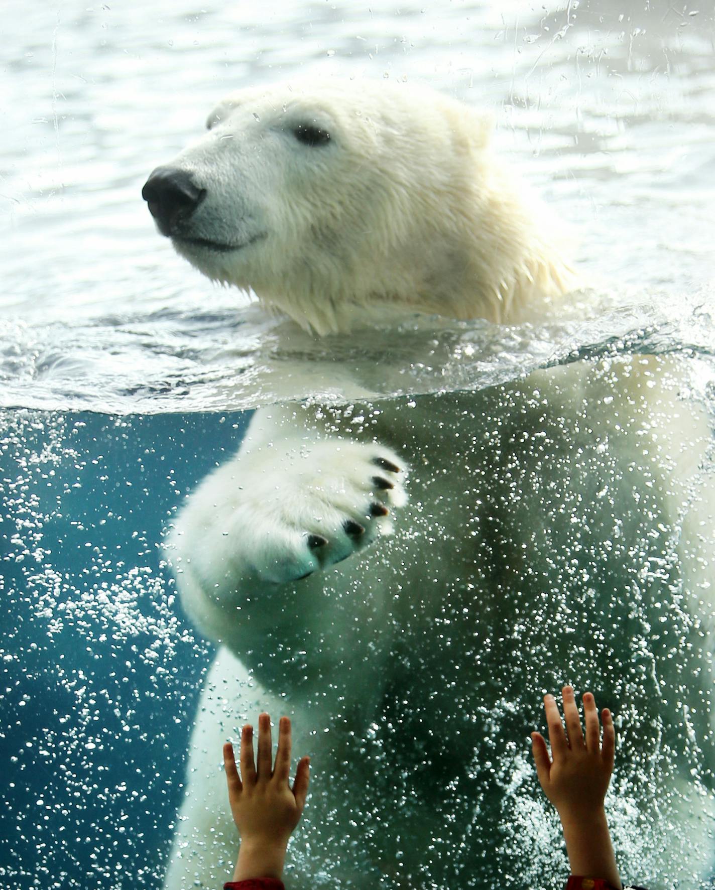 Here, Suka, a 435 pound female polar bear on loan from the Toledo Zoo, treaded water and played in the Polar Bear exhibit as part of the Como's Noon Year Party at the Como Park Zoo and Conservatory Wednesday, Dec. 31, 2015, in St. Paul, MN.](DAVID JOLES/ STARTRIBUNE)djoles@startribune.com New Year's Eve day beach ball drop at noon at the Como Park Zoo and Conservatory as part of New Year's festivities 2015 Wednesday, Dec. 31, 2015, in St. Paul, MN.