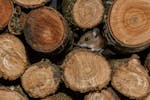 “We can neither destroy nor save the earth, any more than mice and garter snakes can stack firewood,” writes Peter M. Leschak. But we can sicken t