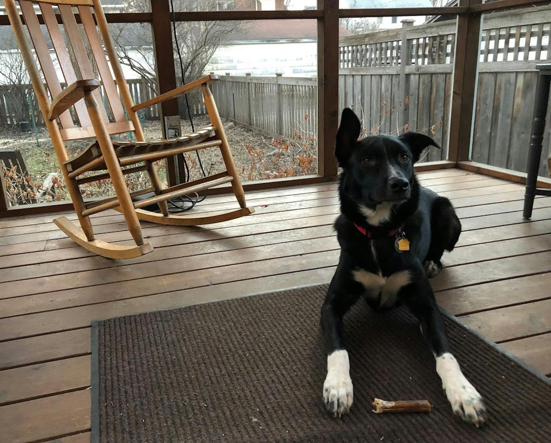 Angus chews his bully sticks for a while--and then hides them from Rosie.