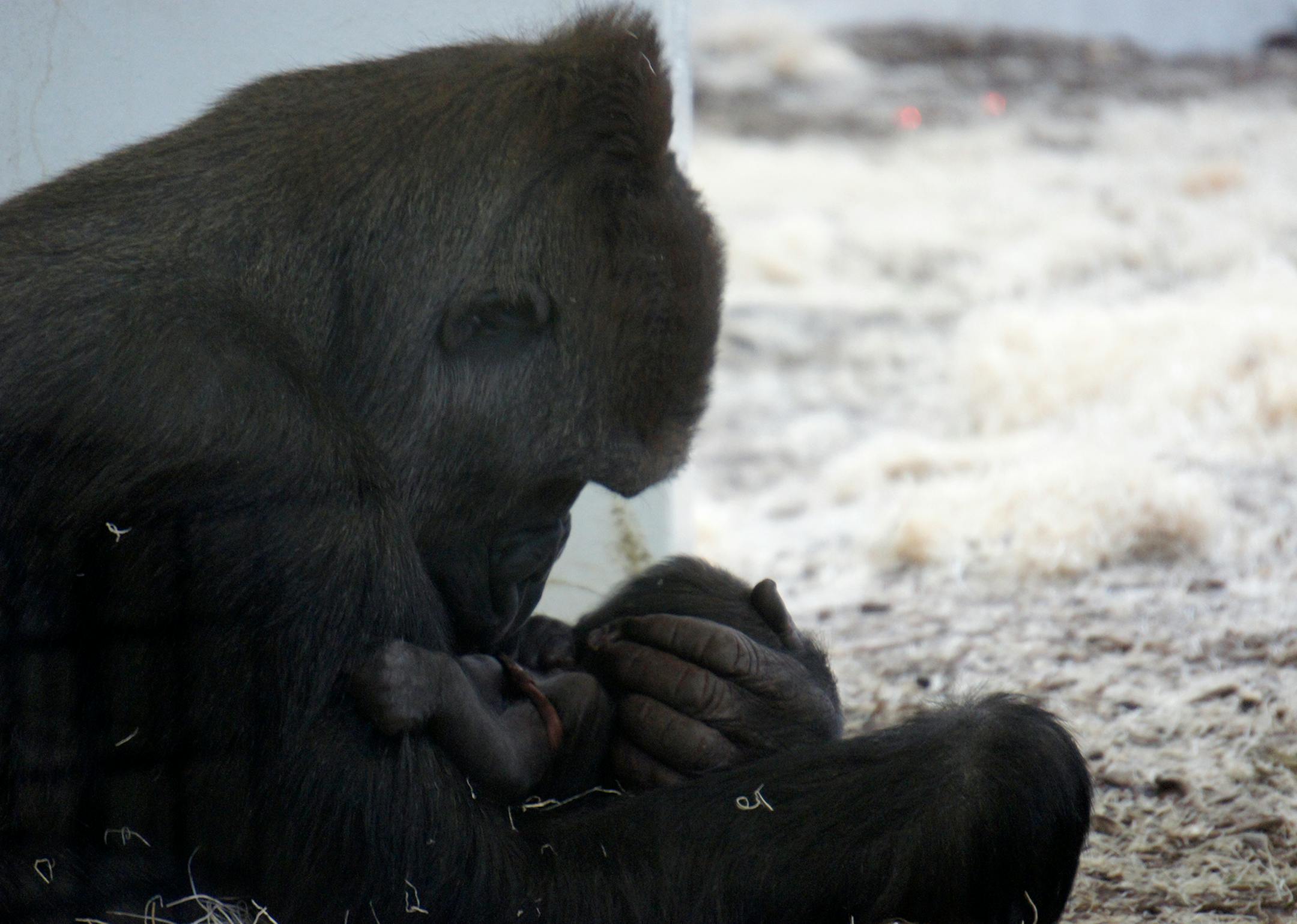 Alice and Como Zoo in St. Paul welcomed a new baby boy lowland gorilla.