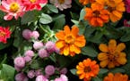 Profusion Zinnias and Gnome Gomphrena. (Norm Winter/MCT)