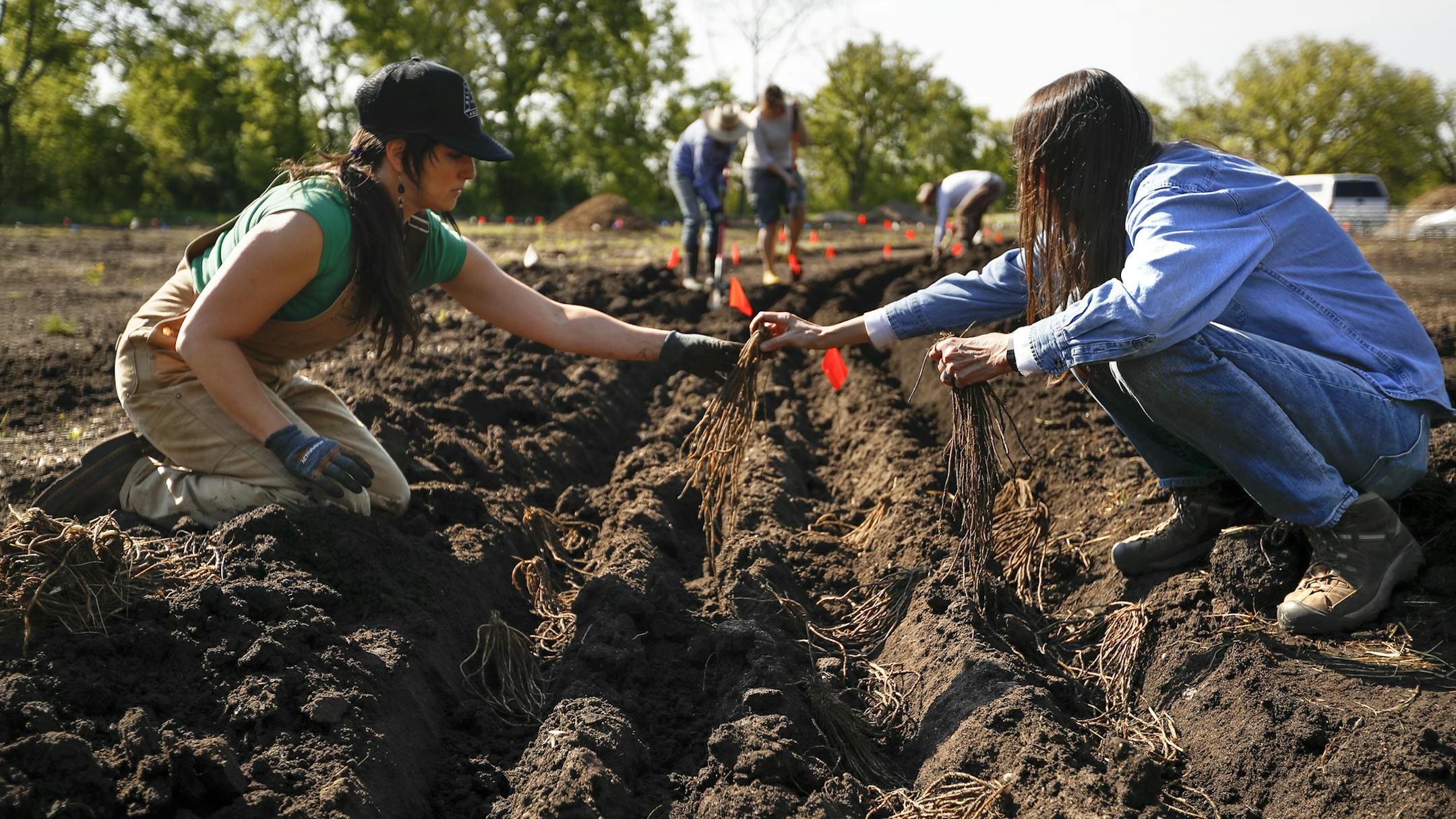 Lindsay Rebhan and Paula Westmoreland, project designers from Ecological Design, planted 1000 asparagus at the Frogtown Farm in St. Paul, Minn., on Monday, May 16, 2016. ] RENEE JONES SCHNEIDER * reneejones@startribune.com