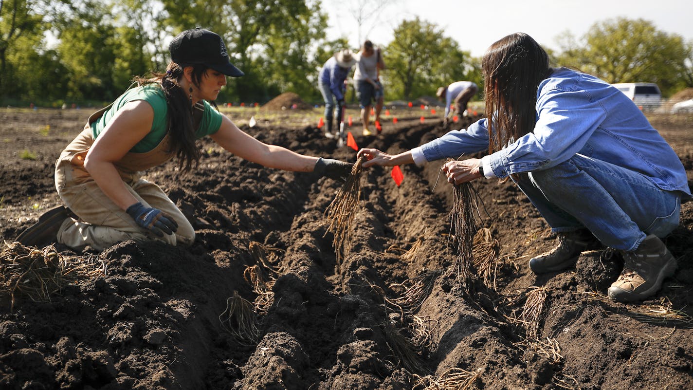 Lindsay Rebhan and Paula Westmoreland, project designers from Ecological Design, planted 1000 asparagus at the Frogtown Farm in St. Paul, Minn., on Monday, May 16, 2016. ] RENEE JONES SCHNEIDER * reneejones@startribune.com