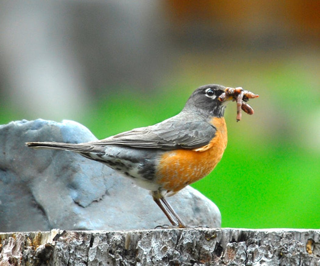 Robins are hard-working parents.