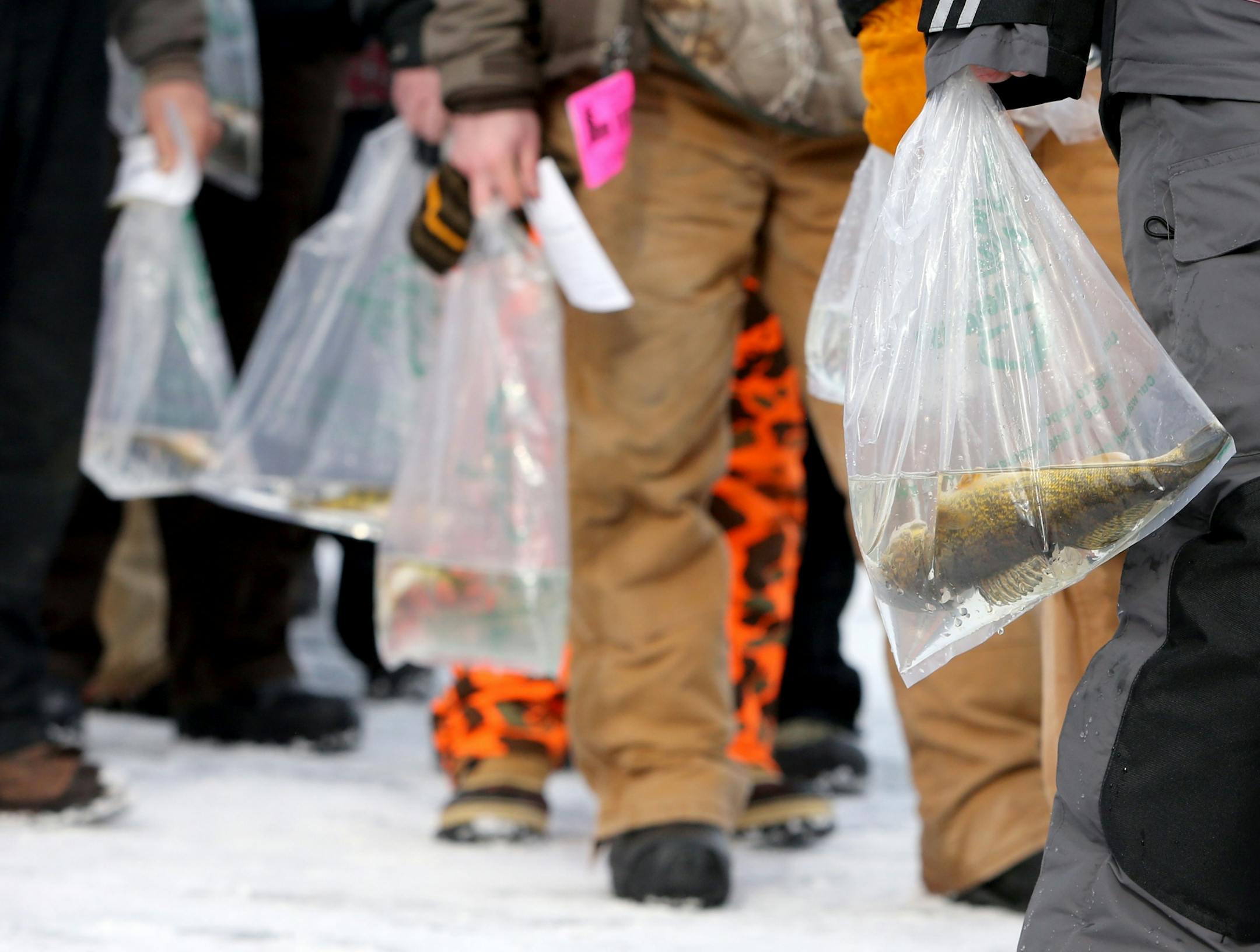 Successful ice fishing contestants waiting in line to register their fish on Hole in the Day Bay of Gull Lake during the Ice Fishing Extravaganza Saturday, Feb. 6, 2016, in Brainerd, MN.
