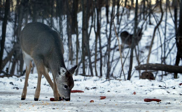 Some homeowners, driven by concern during cold winters, take it on themselves to feed deer in their back yards.
