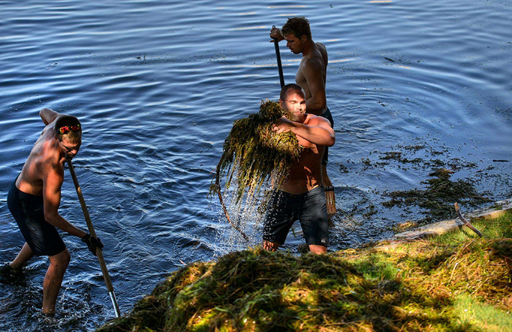 Life's A Beach Shoreline Services owner Josh Leddy, center, pulled a heavy pile of lake weeds from the Lake Minnetonka shoreline.