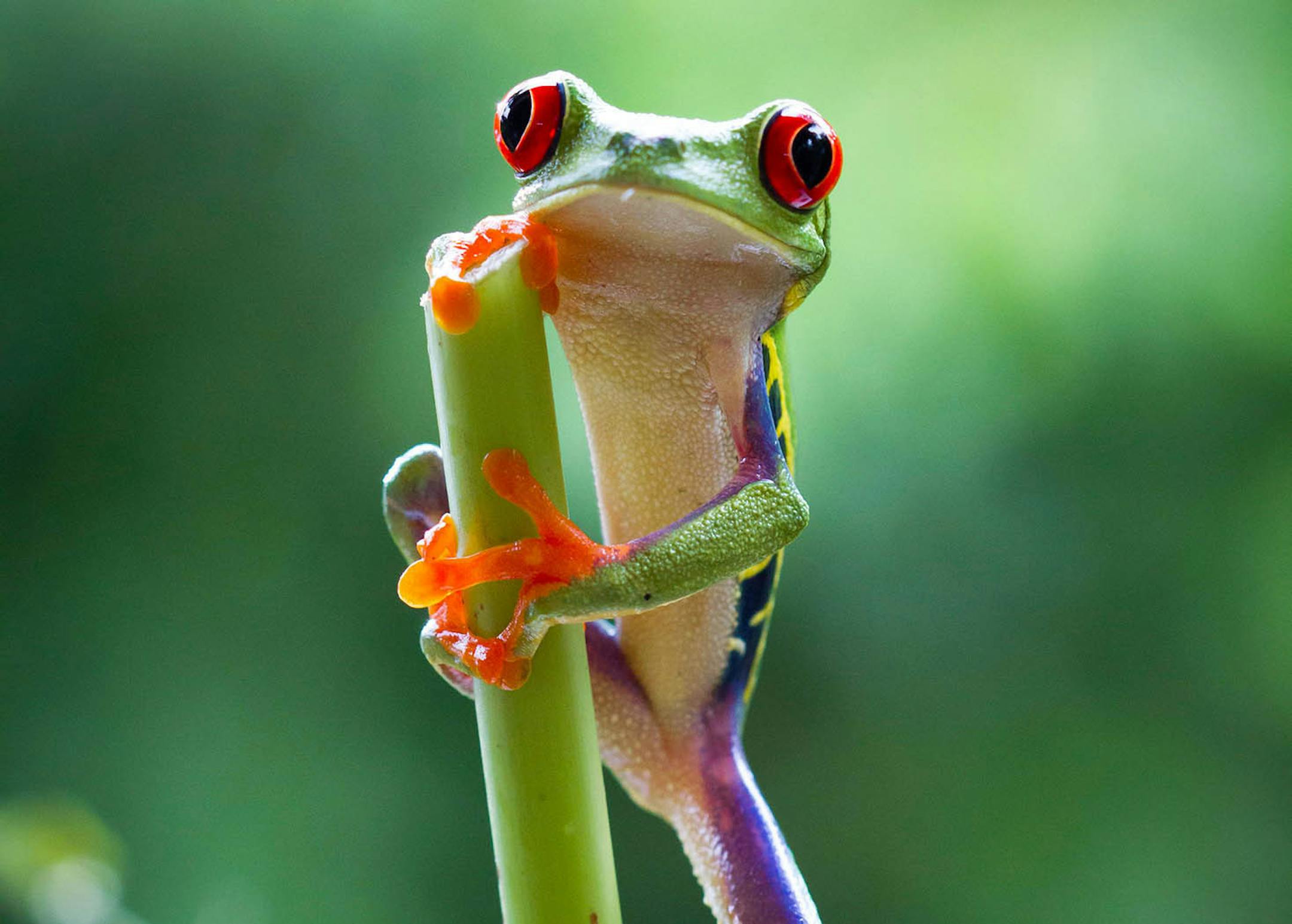Red-eyed tree frog takes a rest in the Jungles of Costa Rica, as seen in "Planet Earth II." ORG XMIT: MIN1702071535400658