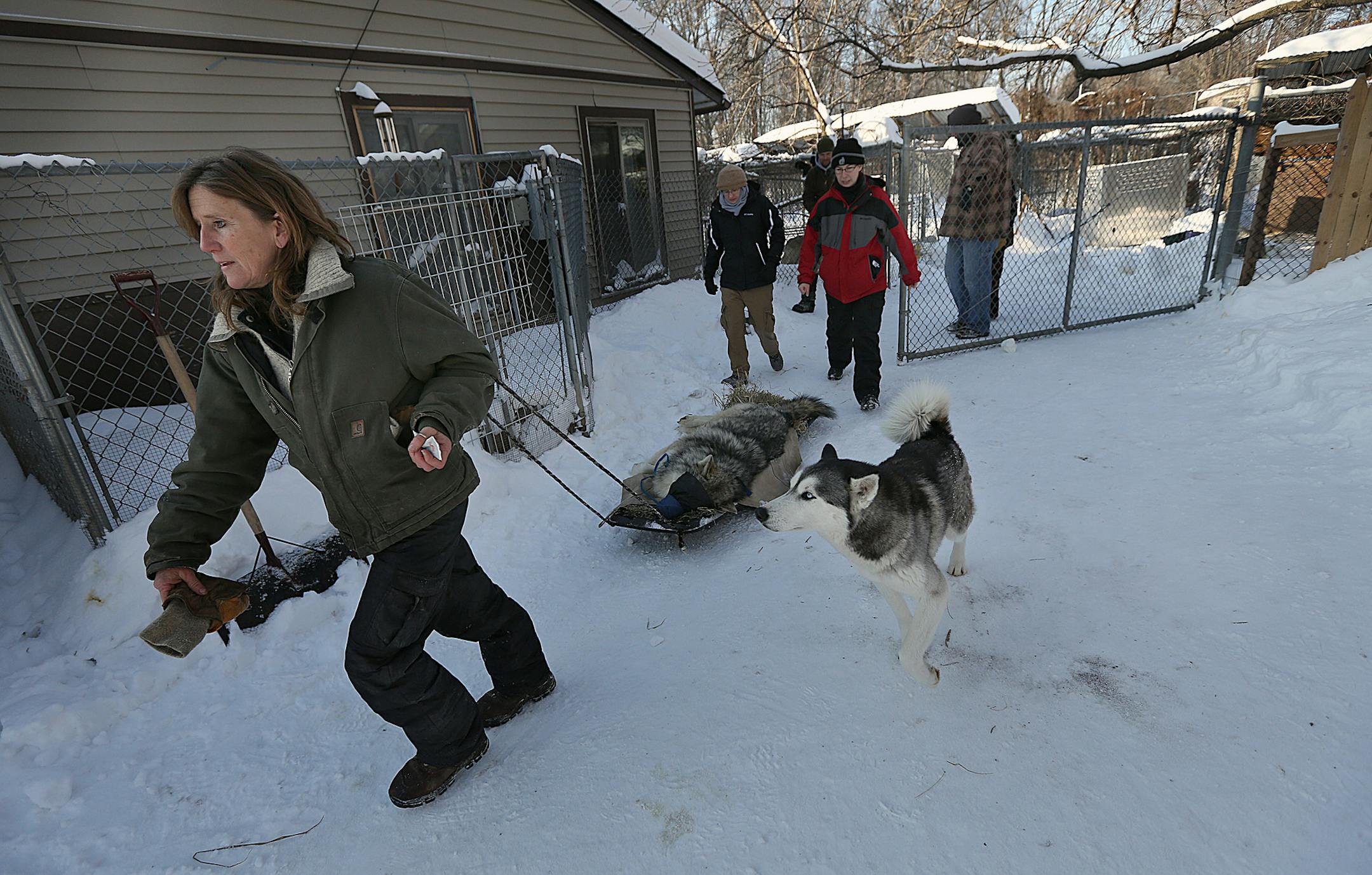 Peggy Callahan, founder and executive director of the Wildlife Science center in Columbus, pulled a sled carrying a male gray wolf named Vlad. ]JIM GEHRZ &#x201a;&#xc4;&#xa2; jgehrz@startribune.com / Columbus, MN / February1, 2014 / 9:30 AM / BACKGROUND INFORMATION: Researchers at the Wildlife Science Center in Columbus, and visiting scientists from the St. Louis Zoo and the Mexican Grey Wolf Recovery, will be collecting semen from several wolves. The wolves will be captured and taken to a exami