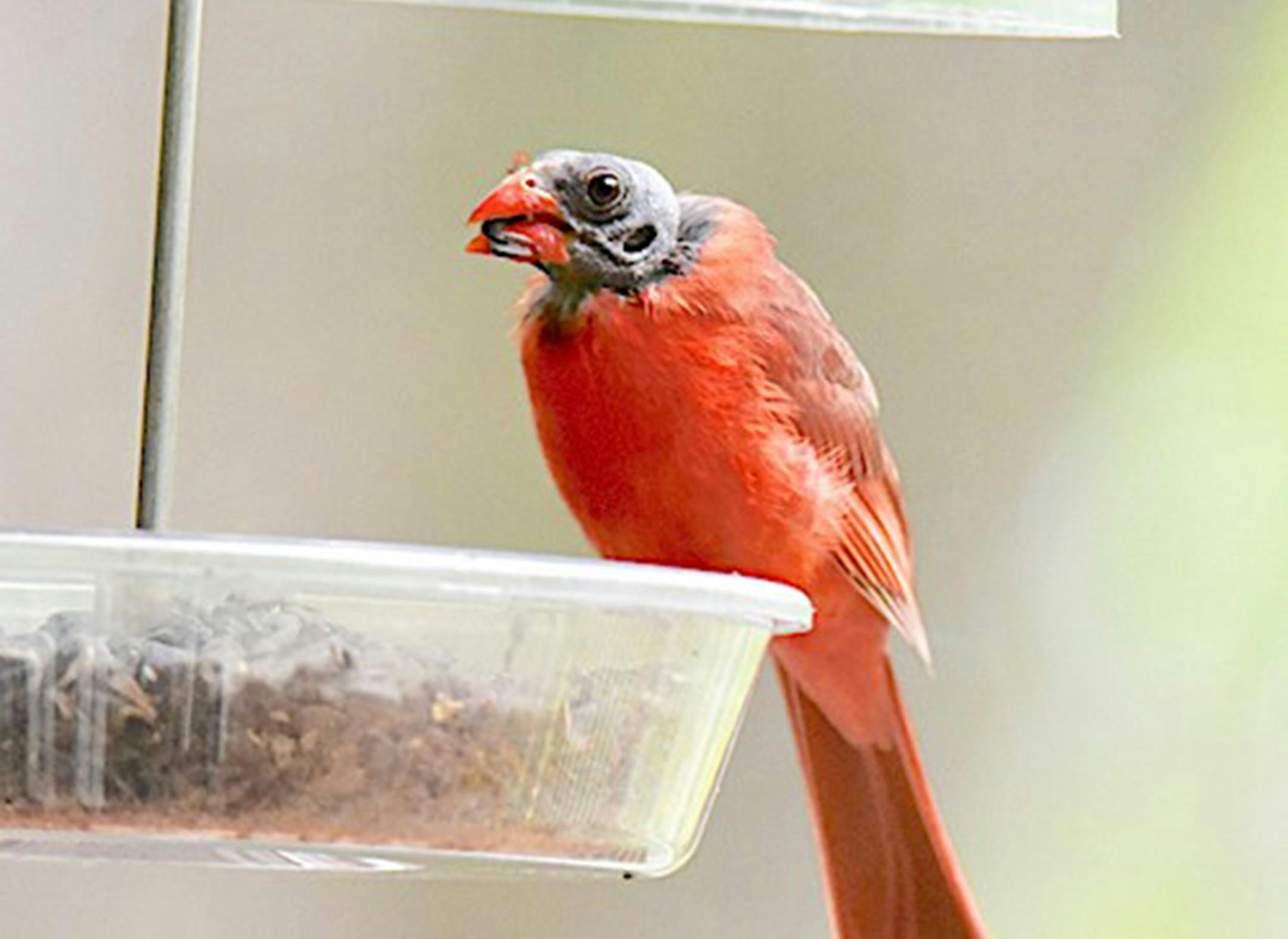 Some cardinals molt all their head feathers at once, making for a shocking sight. photo by Jim Williams
