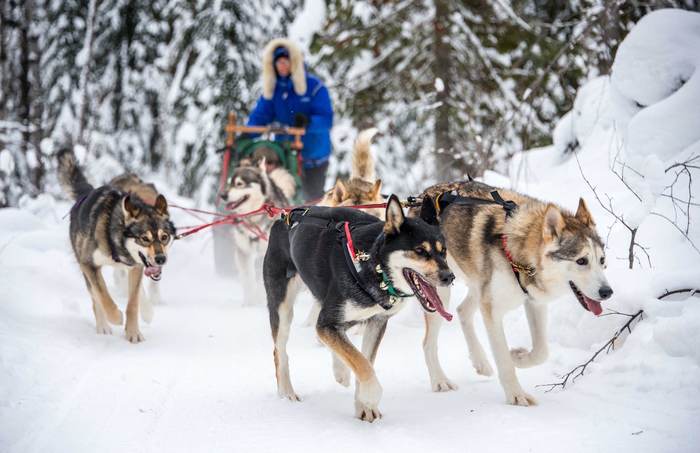 Linda Newman ran her dogs near her dog sled business and kennel, Points Unknown.