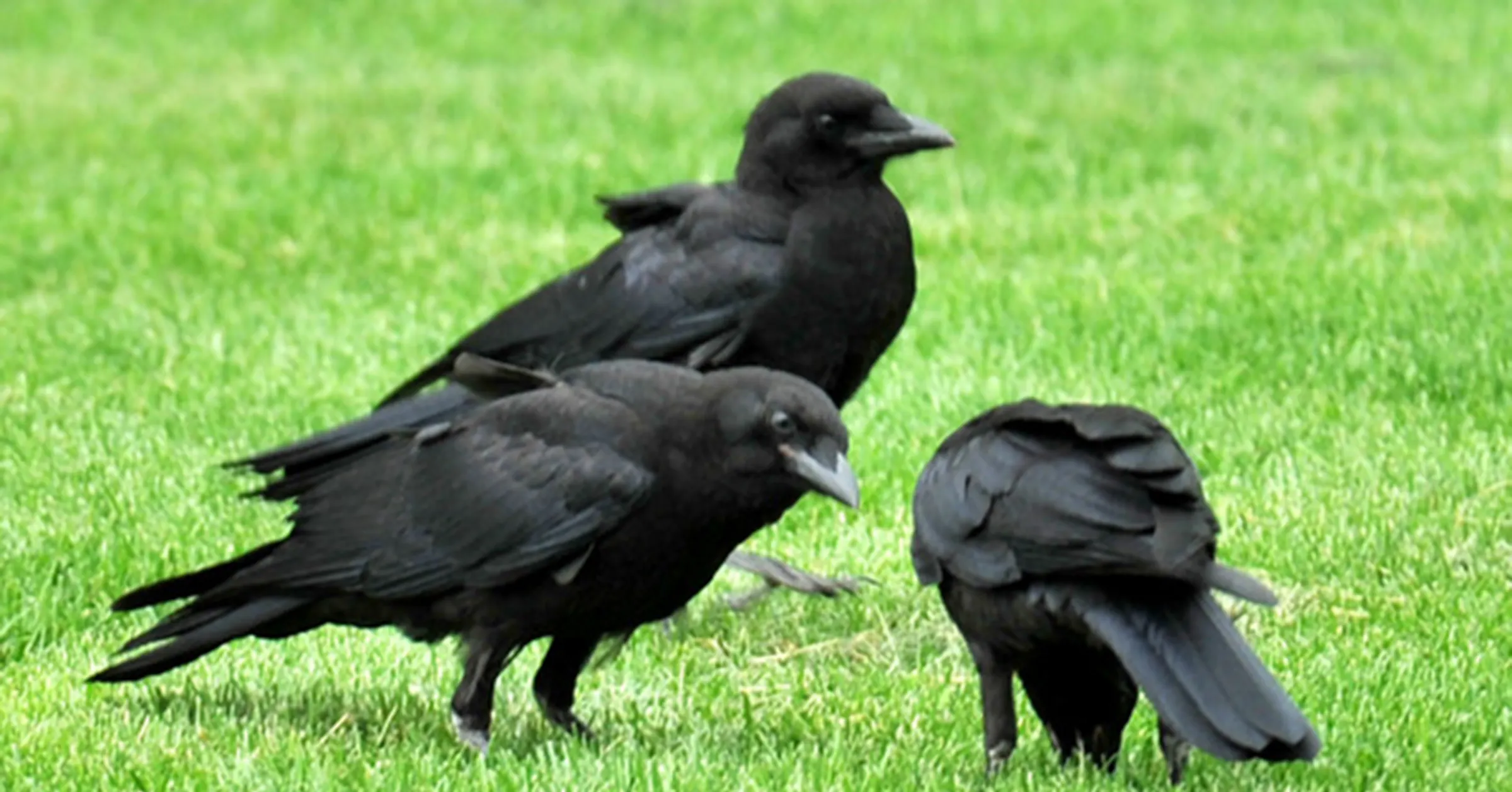 Distraught Bird Do birds feel grief? Many say they do mourn the loss of a partner