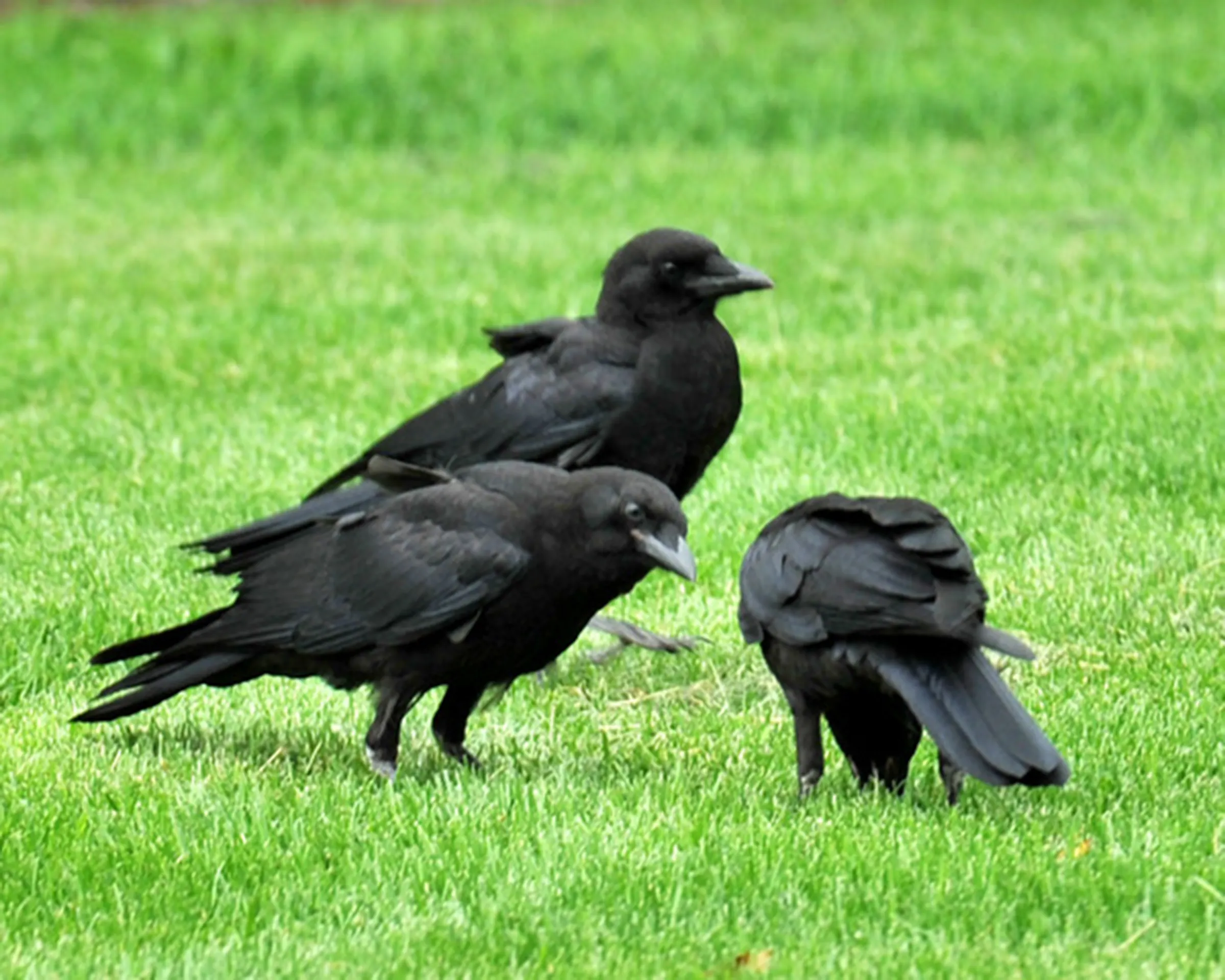 Do birds feel grief? Many say they do mourn the loss of a partner