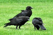 Do big-brained birds like crows hold funerals for dead flock mates? Jim Williams photo