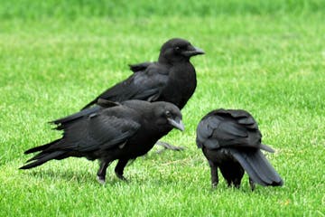 Do big-brained birds like crows hold funerals for dead flock mates? Jim Williams photo