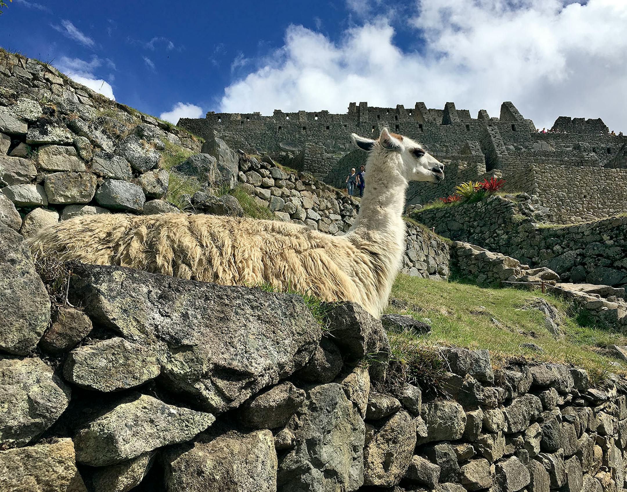 One of the world's most-photographed heritage sites, the Incan citadel of Machu Picchu looks even more awesome in person.