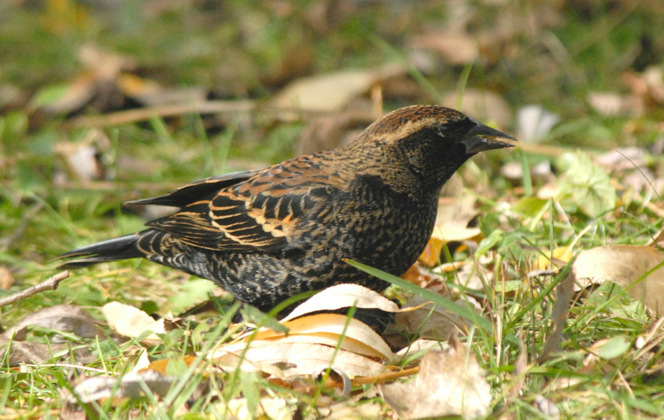 Red-winged black bird, fall