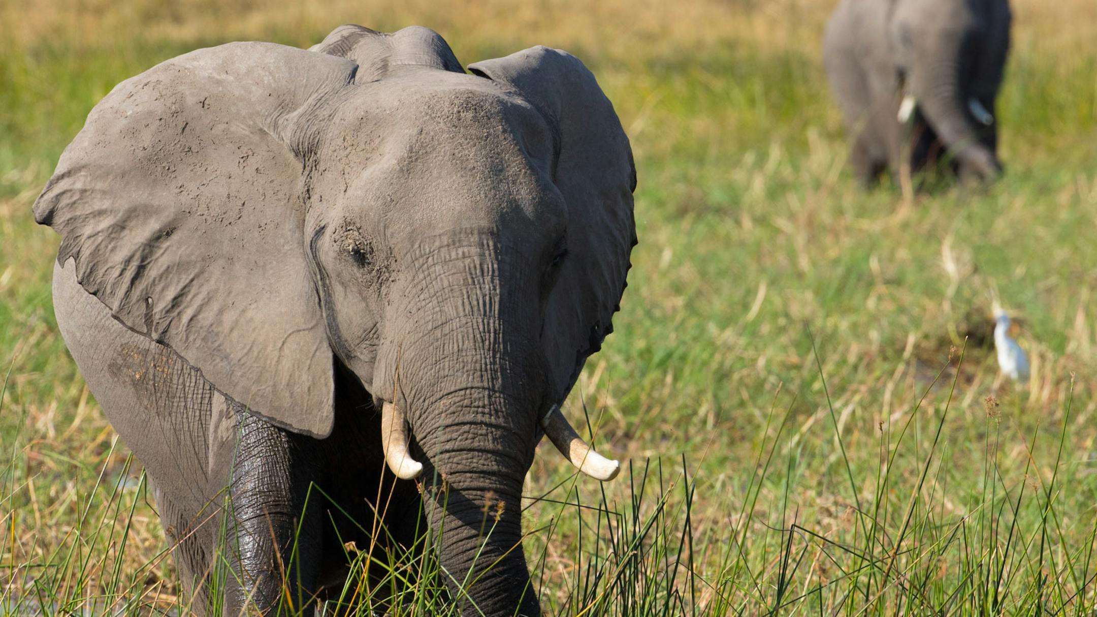 Scene from "Elephants," narrated by Meghan Markle.