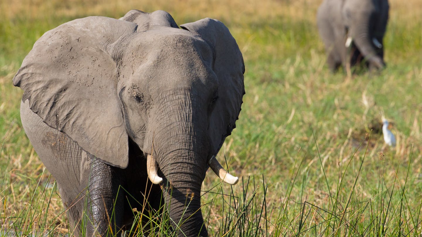 Scene from "Elephants," narrated by Meghan Markle.