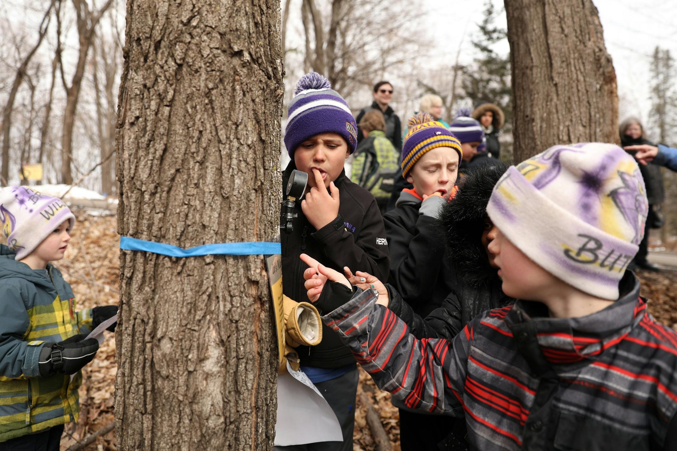 Students sampled sap from a freshly tapped maple tree at the Arboretum.
