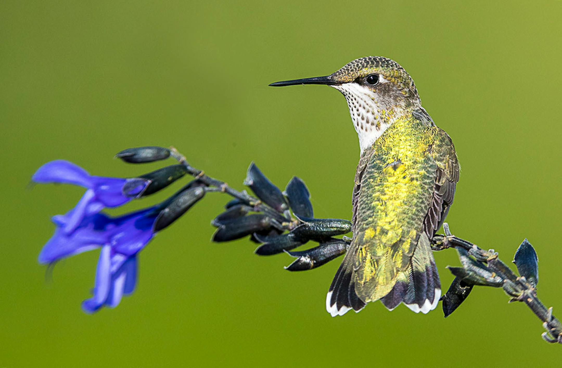 Longfellow Gardens, with its varied perennials and annuals attract Hummingbird. Photo by Joe Fierst