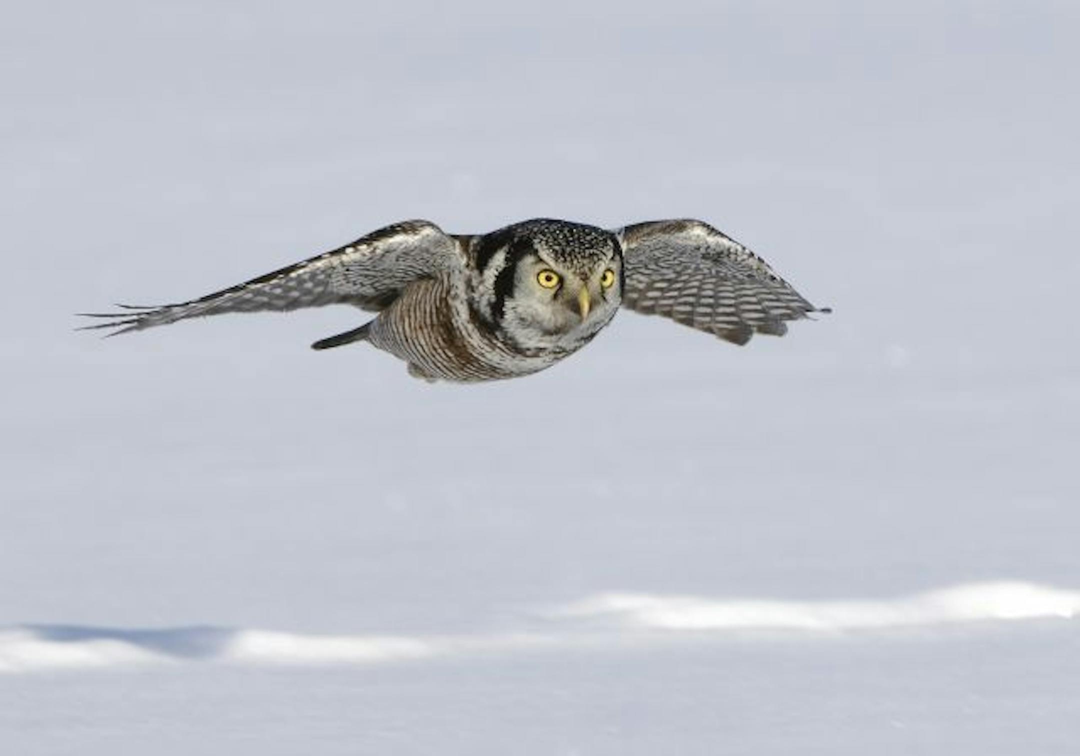 Northern hawk owls are moving southward out Canada and are already being spotted in northeastern Minnesota.