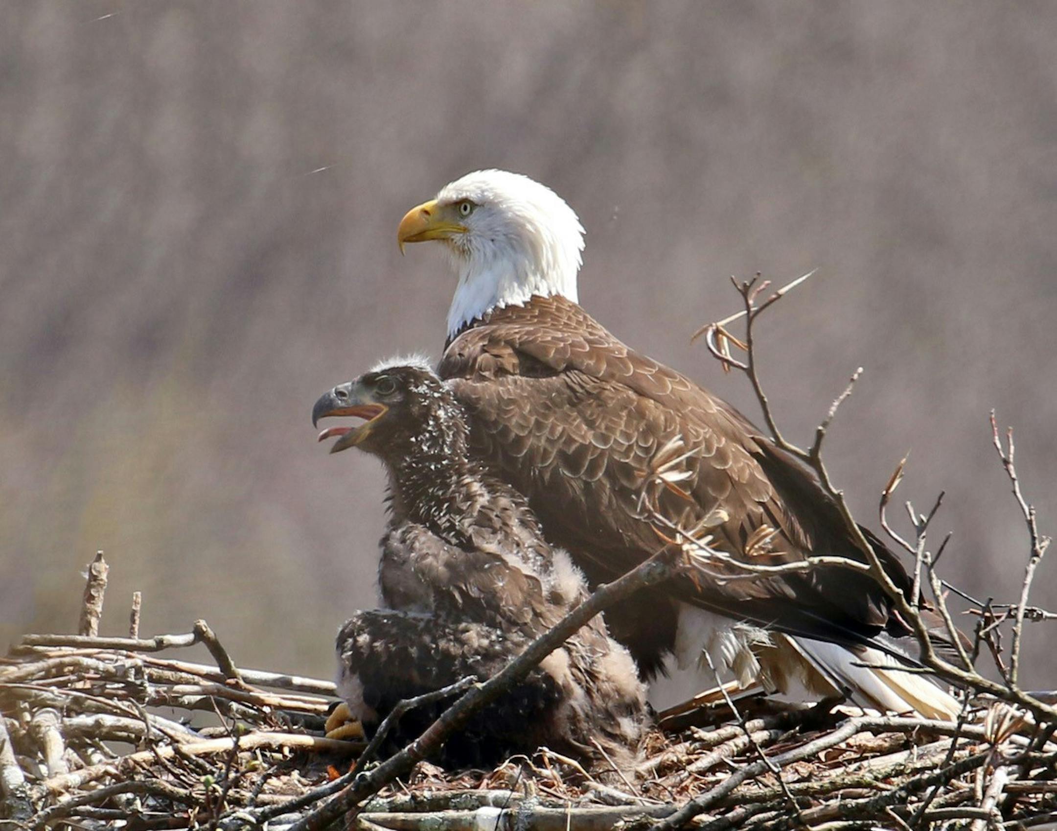Parent and 5-week-old eaglet in their nest. Photo by Phyllis Terchanik