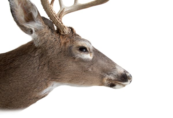 A whitetail deer.