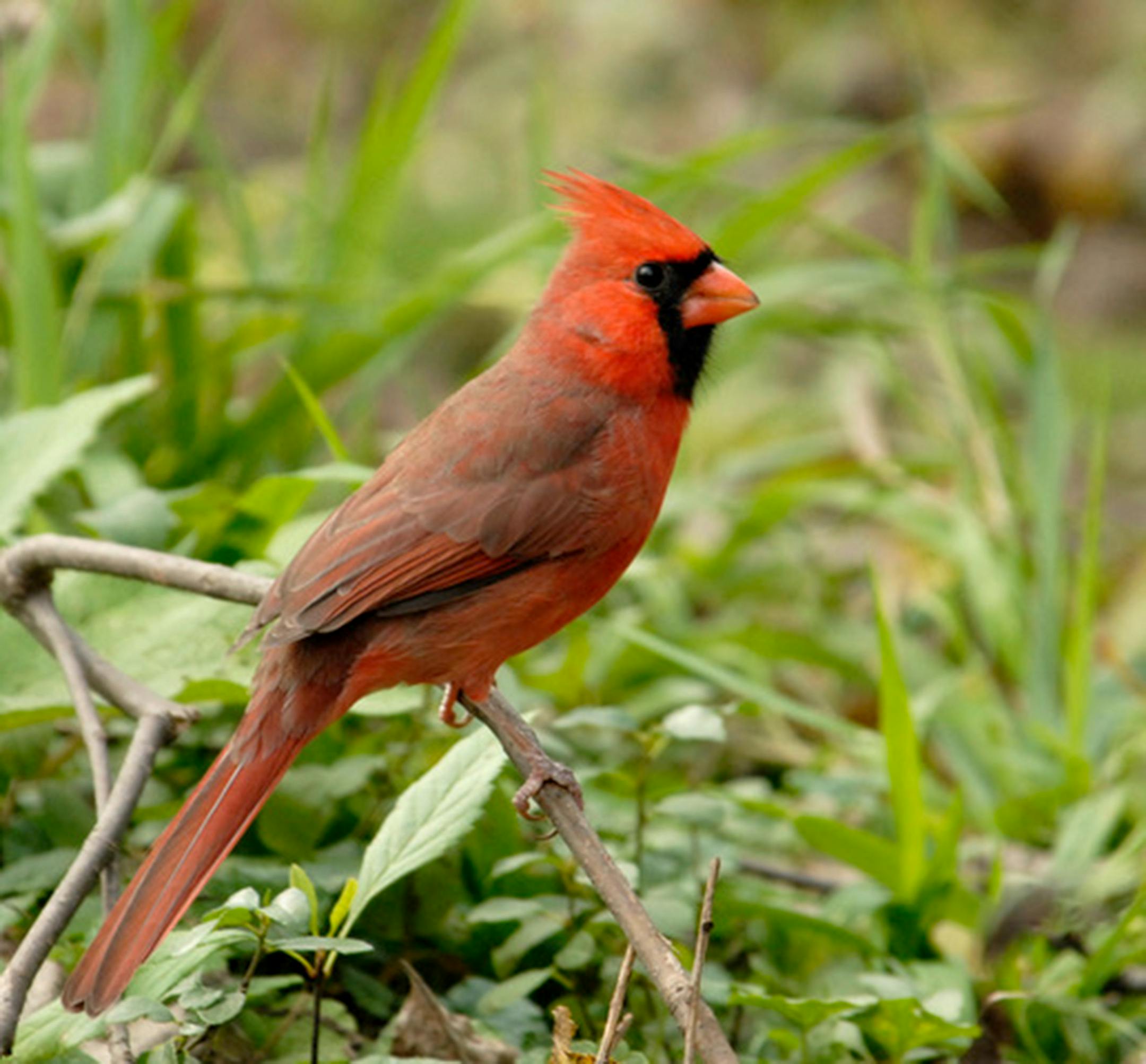 A male Northern cardinal perched on a twig.