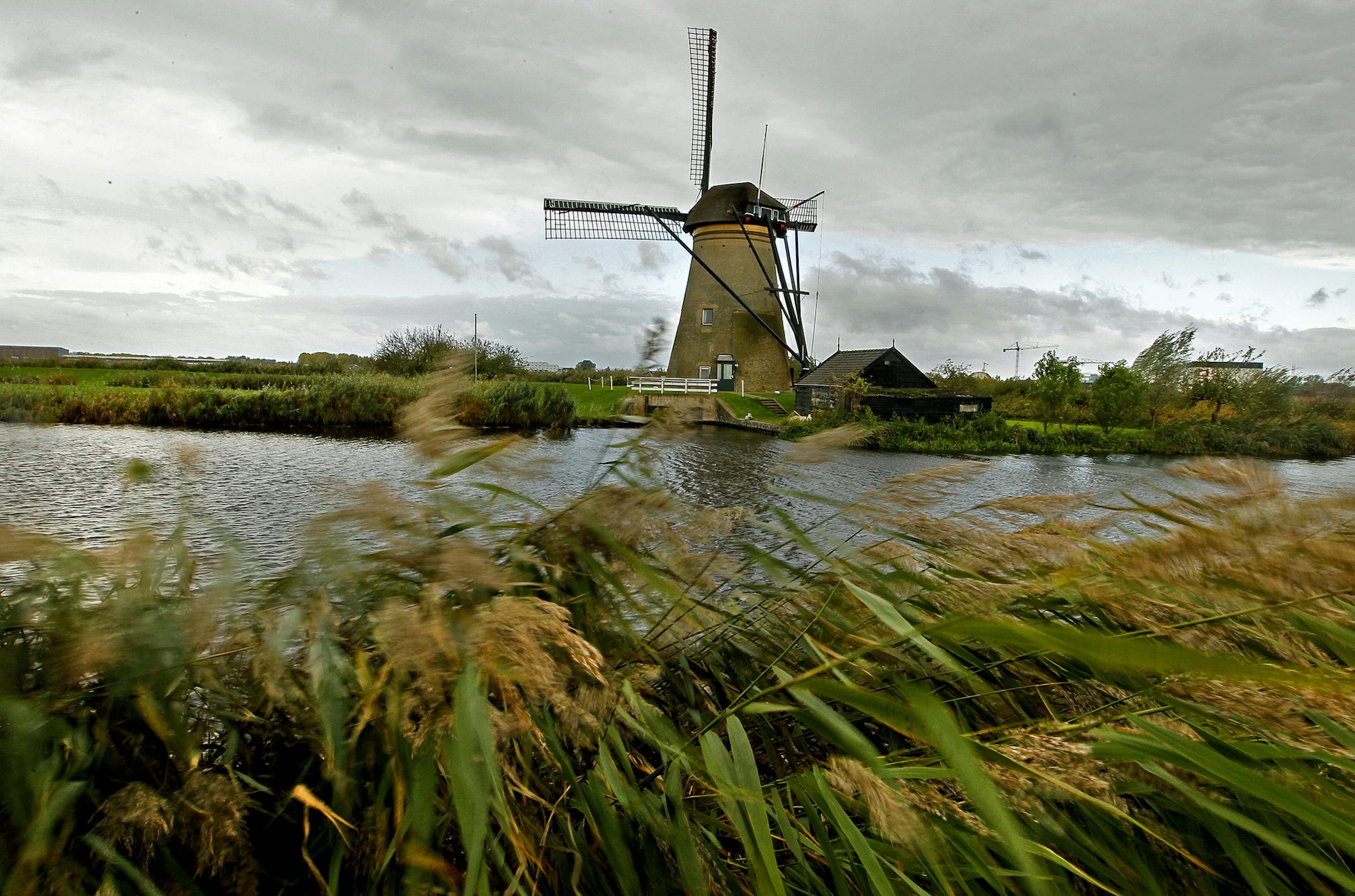 The wind blew water reeds near the Kinderdijk windmills. The windmills are part of the Dutch landscape responsible for keeping half the country above water. Kinderdijk is a tiny village located on a strip of land between the Lek and Noord Rivers. Nineteen of the windmills date from the 14th centruy. (ELIZABETH FLORES/STAR TRIBUNE) ELIZABETH FLORES • eflores@startribune.com