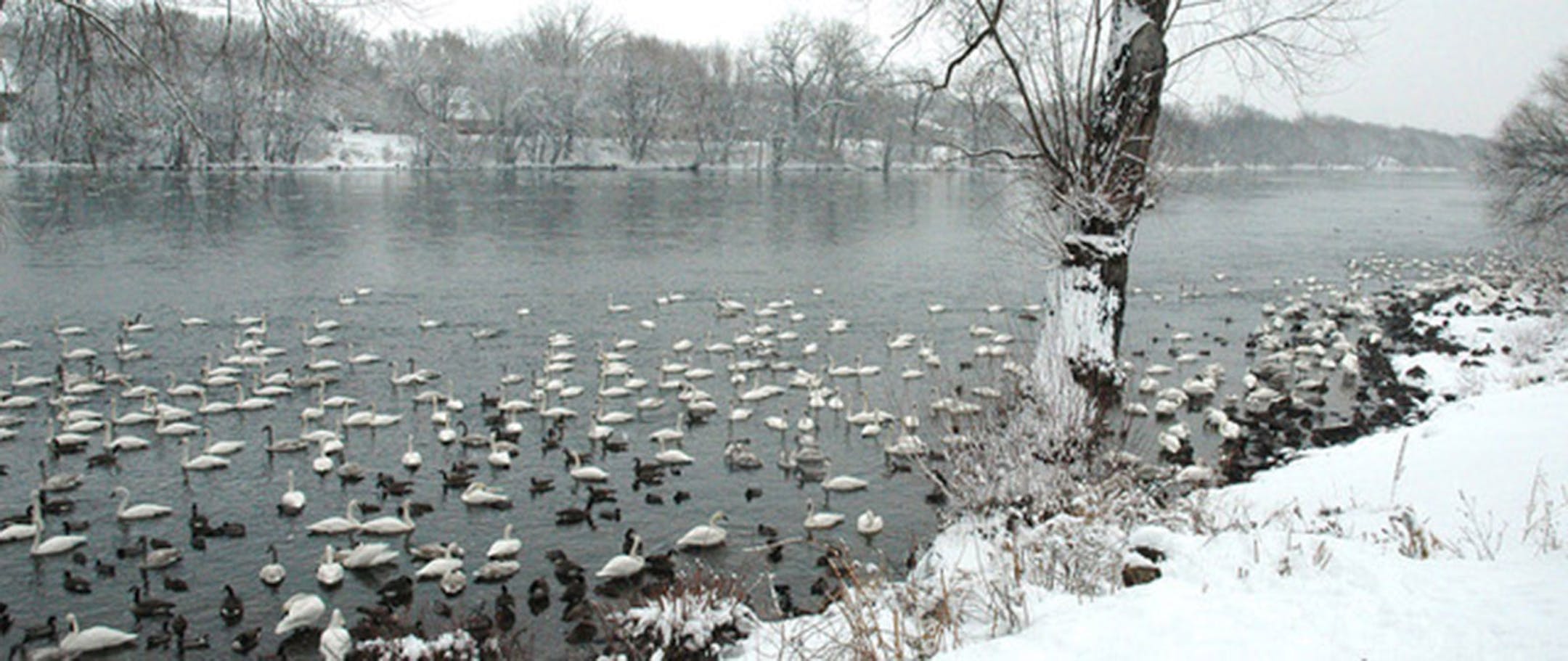 Trumpeter swans wintering on the Mississippi River downstream from the Monticello power plant. Jim Williams photo