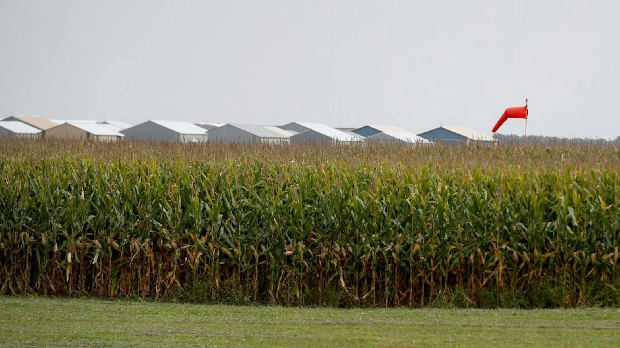 A corn field butts up to the runway, with hangars visible in the background at Airlake Airport Thursday, Sept. 14, 2017, in Lakeville, MN.