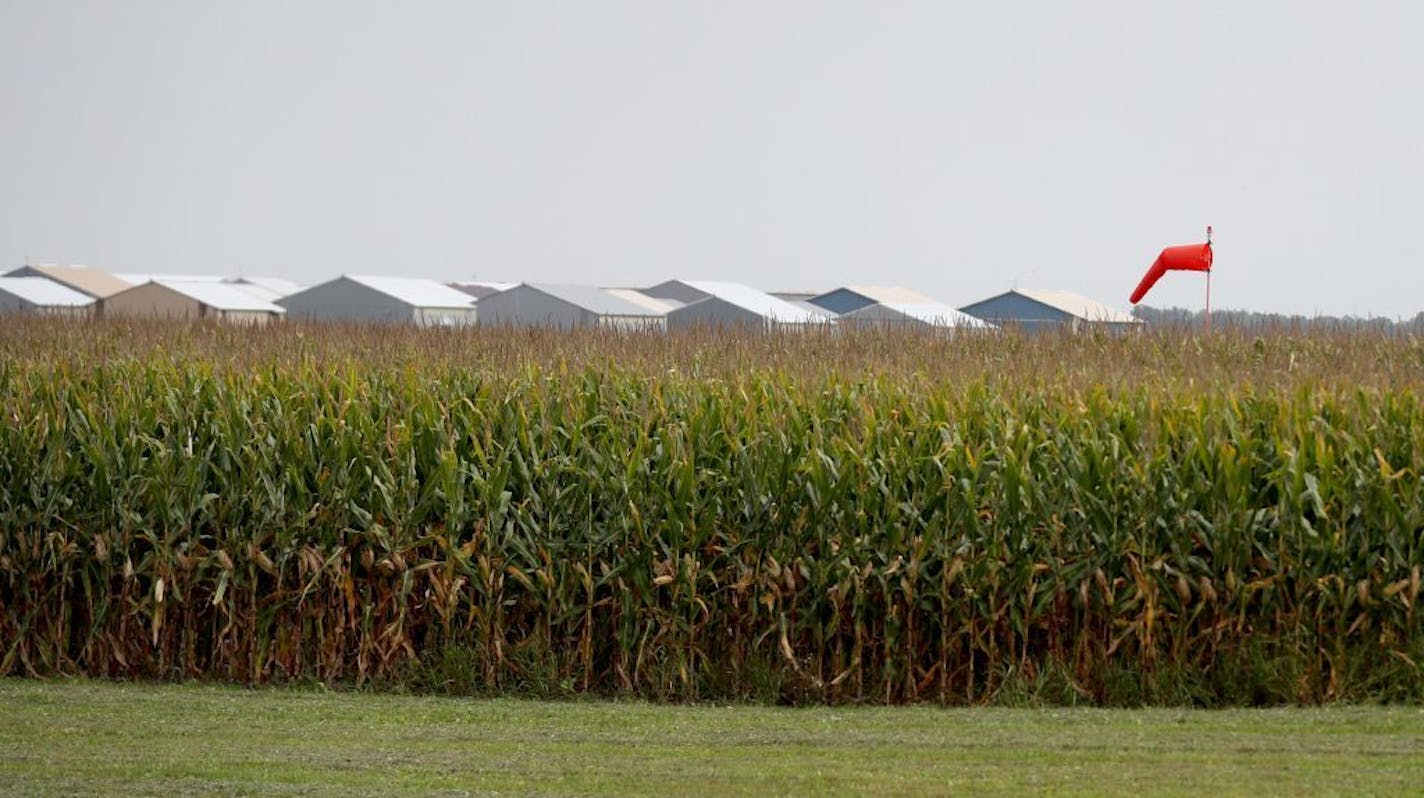 A corn field butts up to the runway, with hangars visible in the background at Airlake Airport Thursday, Sept. 14, 2017, in Lakeville, MN.