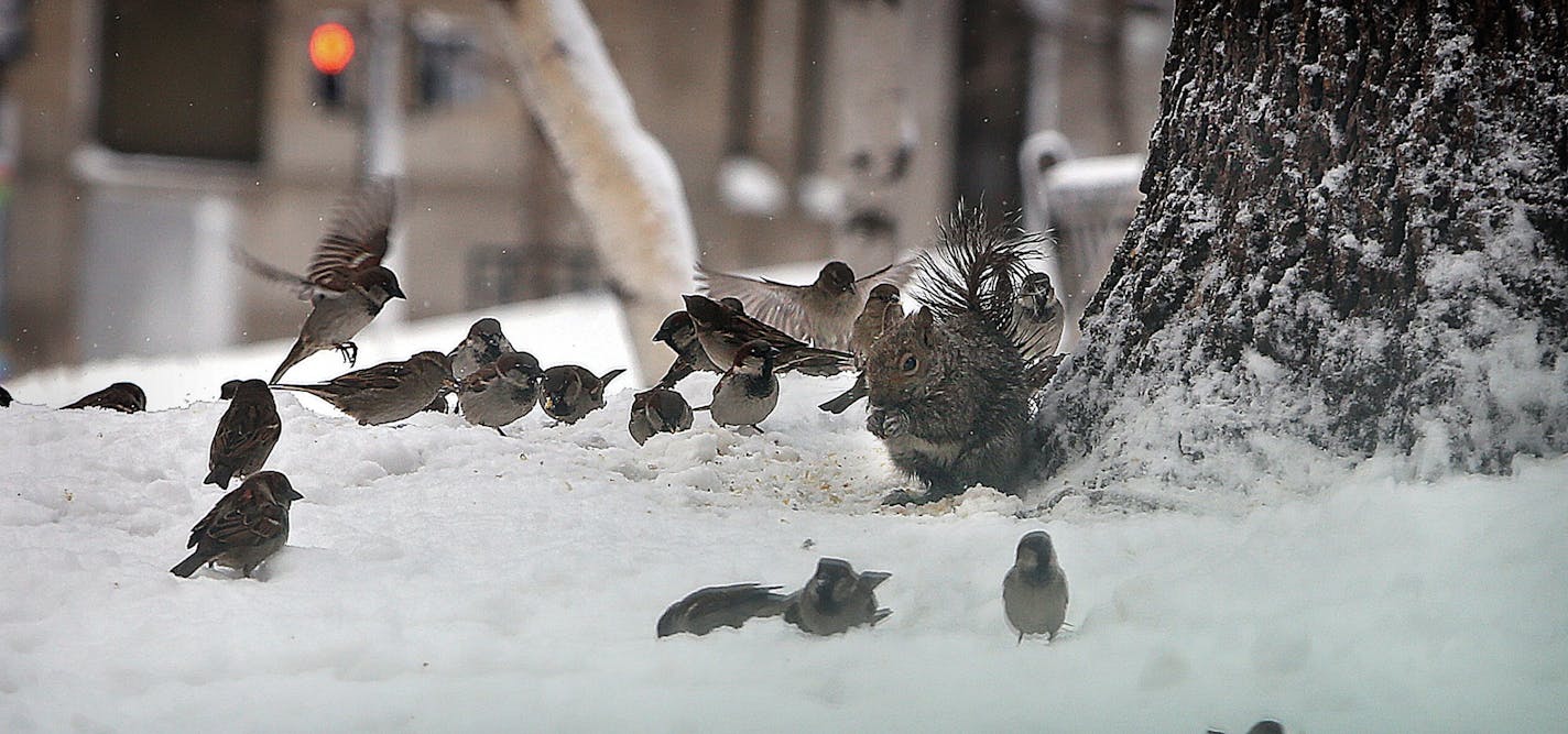 Birds and a squirrel enjoyed a meal at Mears Park in St. Paul.