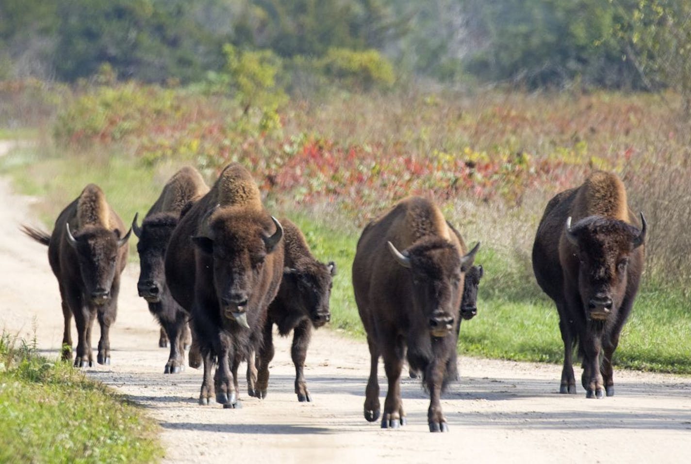 Eleven genetically rare bison were released into Minneopa State Park west of Mankato as part of the newest efforts by the DNR and Minnesota Zoo to expand the Minnesota Conservation Bison Herd.