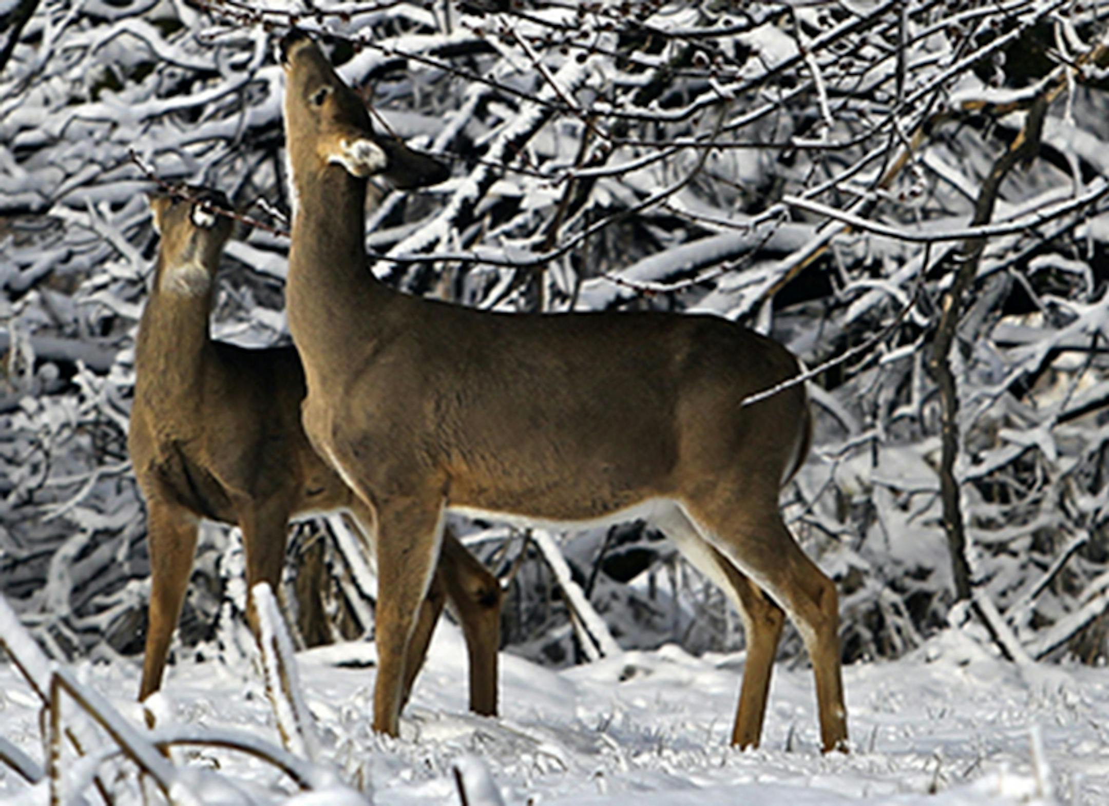 Following the most recent spring snowstorm, whitetail deer browse on tree buds in the Wood Lake Nature Center Tuesday, April 23, 2013, in Richfield, MN.](DAVID JOLES/STARTRIBUNE) djoles@startribune.com The most recent of the April snow showers dropped between 2 and 5 inches of snow in and around the metro area. A weekend weather forecast, however, is calling for temps in the 60s and that may mean an end to a snowy spring. ORG XMIT: MIN1304230926040177