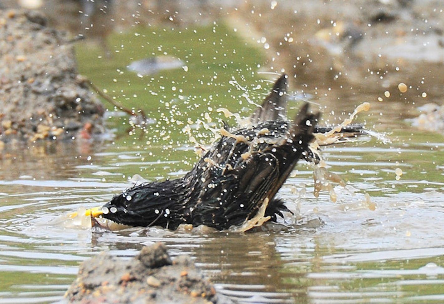 A European starling splishes and splashes.