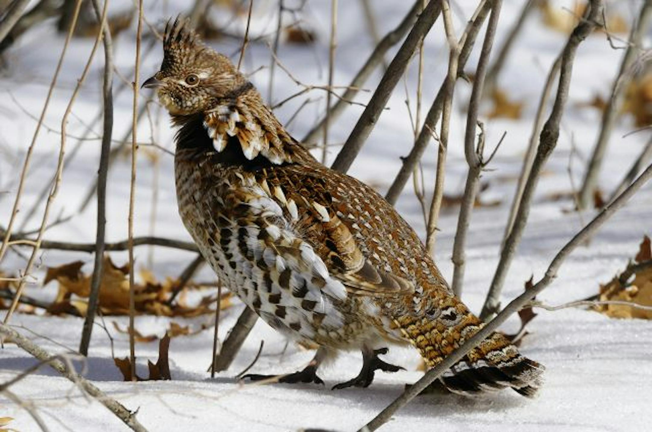 Ruffed grouse