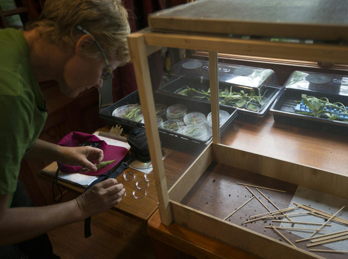 Fiona Lennox tended to monarch eggs that, if they hatch at this time of year, could end up migrating to Mexico. Lennox spends hours every day caring for her monarchs.